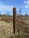 Reed mace bulrush plant in a mossy bog Royalty Free Stock Photo